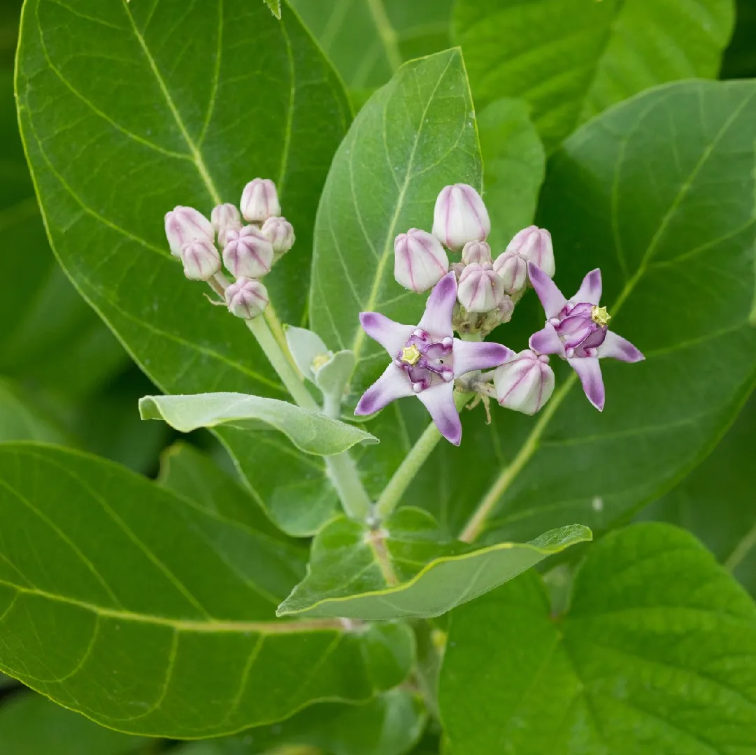 dr satyarapelli Ayurveda's